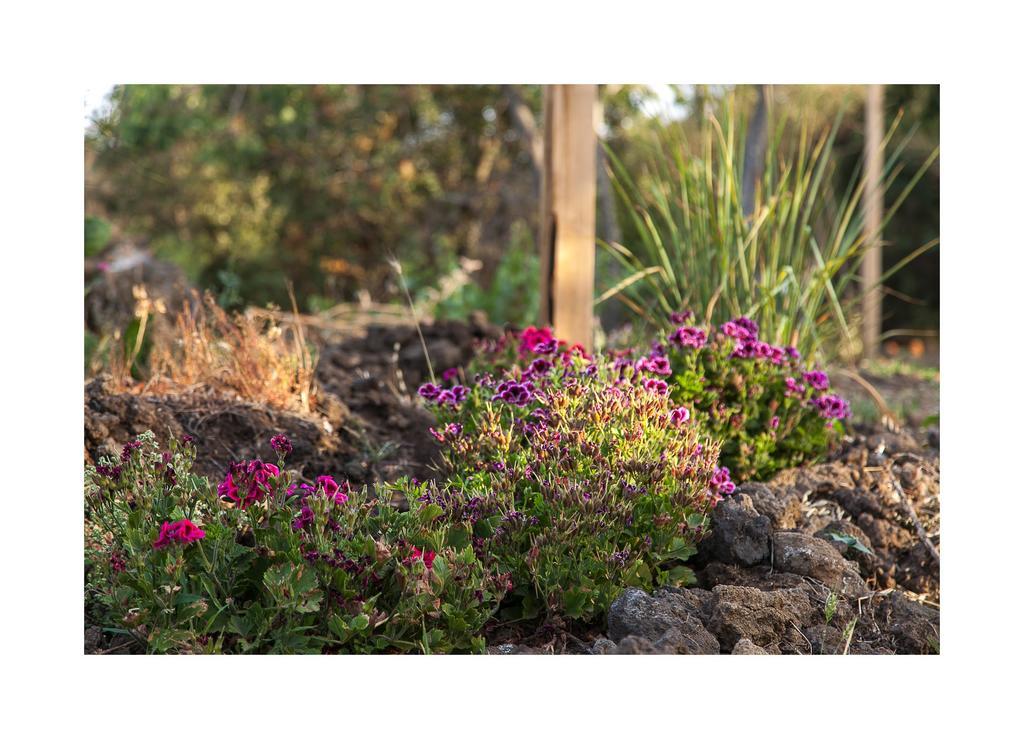 Ecoagriturismo Notti Stellate Etna Mare Villa Маскали Екстериор снимка