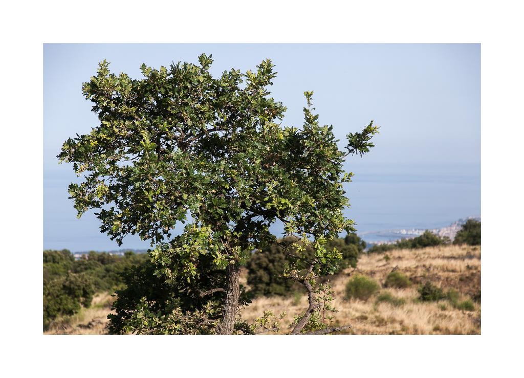 Ecoagriturismo Notti Stellate Etna Mare Villa Маскали Екстериор снимка